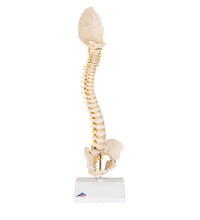 BONElike Child's Vertebral Column Model - 3B Smart Anatomy
