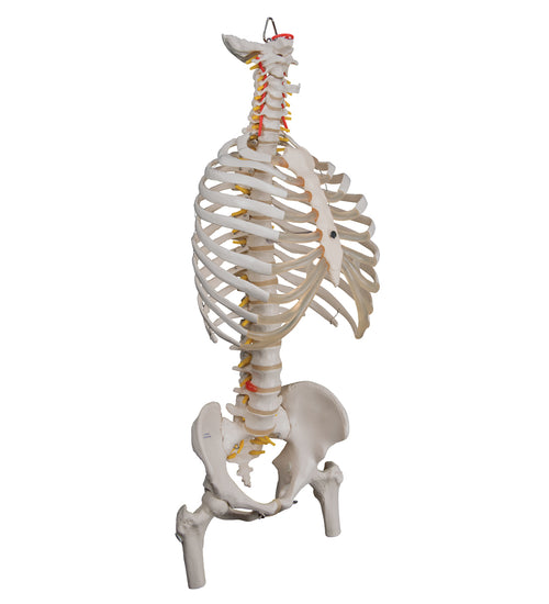 Classic Flexible Human Spine Model with Ribs & Femur Heads - 3B Smart Anatomy