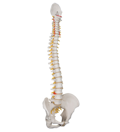 Classic Flexible Human Spine Model - 3B Smart Anatomy