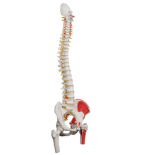Classic Human Flexible Spine Model with Femur Heads & Painted Muscles - 3B Smart Anatomy