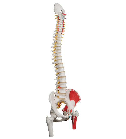 Classic Human Flexible Spine Model with Femur Heads & Painted Muscles - 3B Smart Anatomy