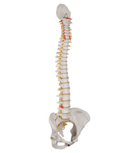 Classic Flexible Human Spine Model with Female Pelvis - 3B Smart Anatomy