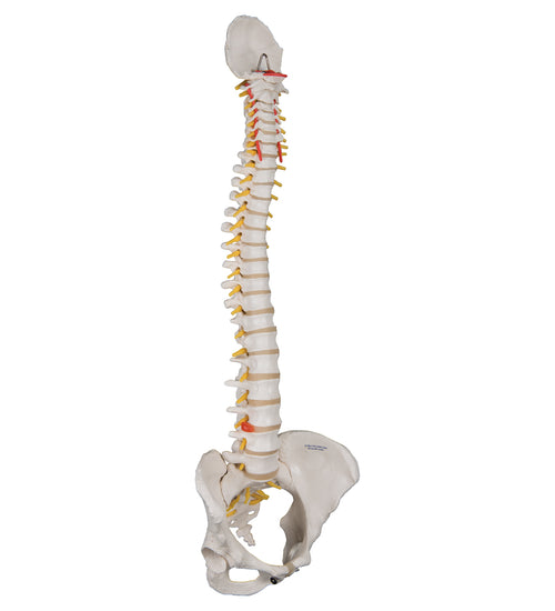 Classic Flexible Human Spine Model with Female Pelvis - 3B Smart Anatomy