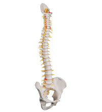 Deluxe Flexible Human Spine Model with Sacral Opening - 3B Smart Anatomy