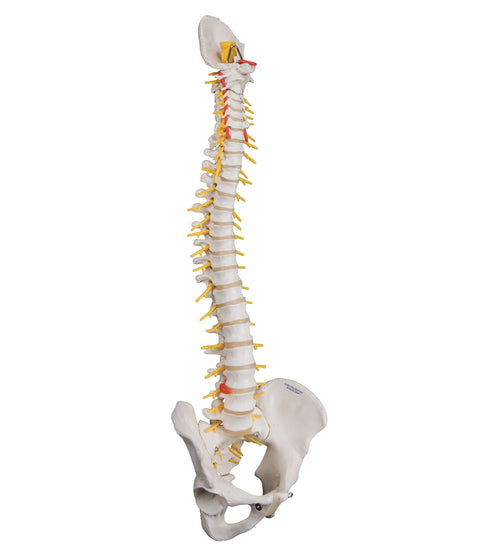 Deluxe Flexible Human Spine Model with Sacral Opening - 3B Smart Anatomy
