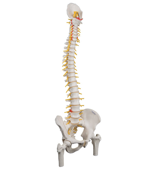 Deluxe Flexible Human Spine Model with Femur Heads & Sacral Opening - 3B Smart Anatomy