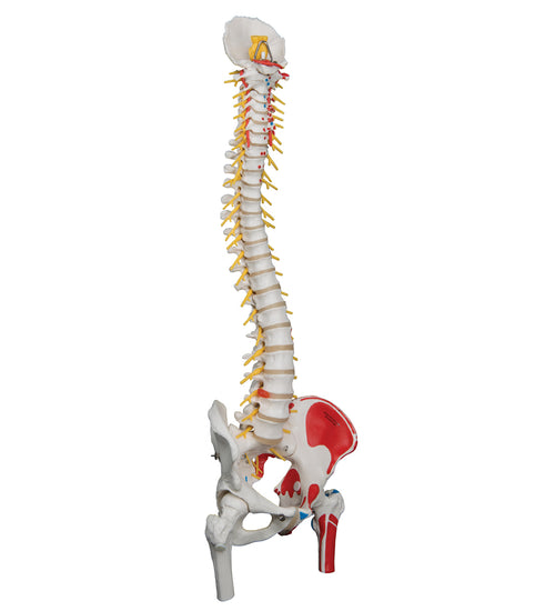 Deluxe Flexible Spine Model with Femur Heads, Painted Muscles & Sacral Opening - 3B Smart Anatomy