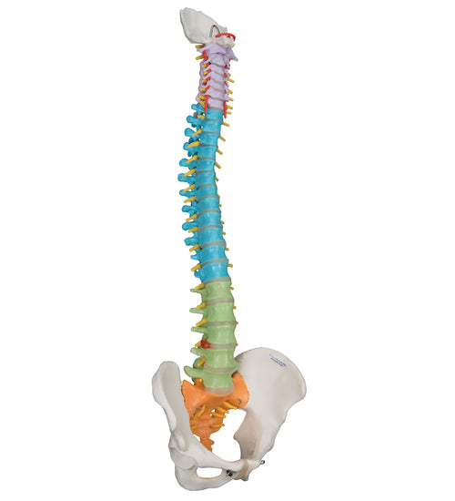 Didactic Flexible Human Spine Model - 3B Smart Anatomy