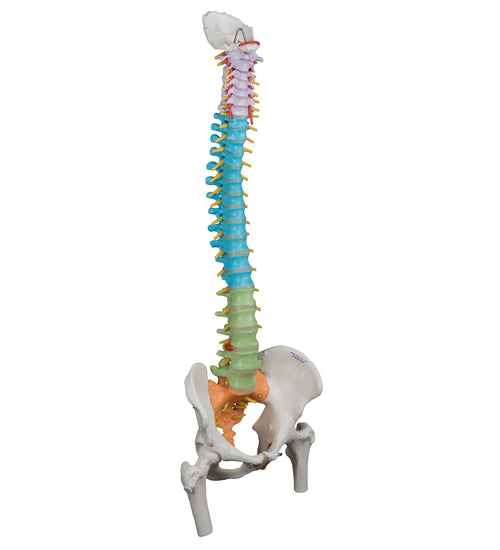Didactic Flexible Human Spine Model with Femur Heads - 3B Smart Anatomy