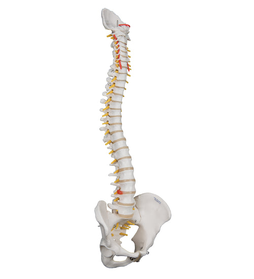 Highly Flexible Human Spine Model, Mounted on a Flexible Core - 3B Smart Anatomy