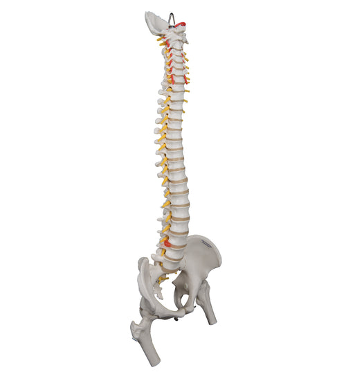 Highly Flexible Human Spine Model, Mounted on a Flexible Core, with Femur Heads - 3B Smart Anatomy
