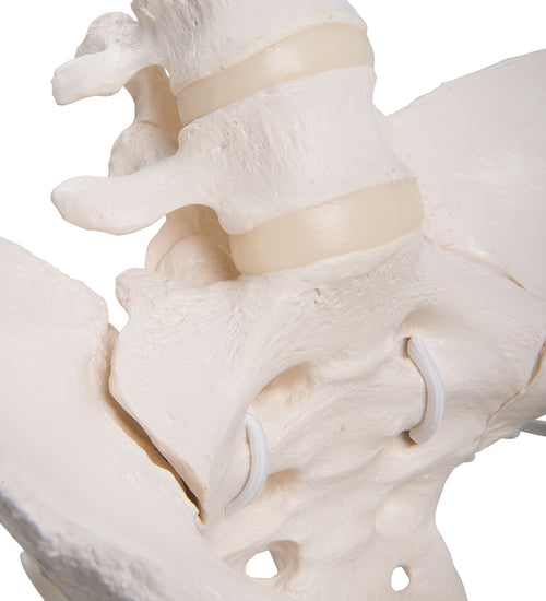 Flexible Human Female Pelvis Model with Femur Heads - 3B Smart Anatomy
