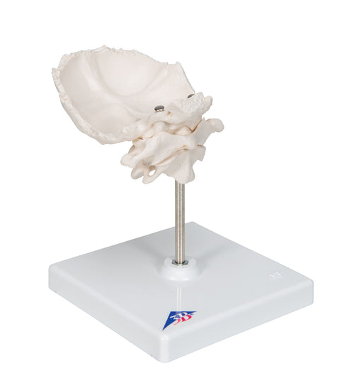 Atlas & Axis Model with Occipital Plate, Wire Mounted, on Removable Stand - 3B Smart Anatomy