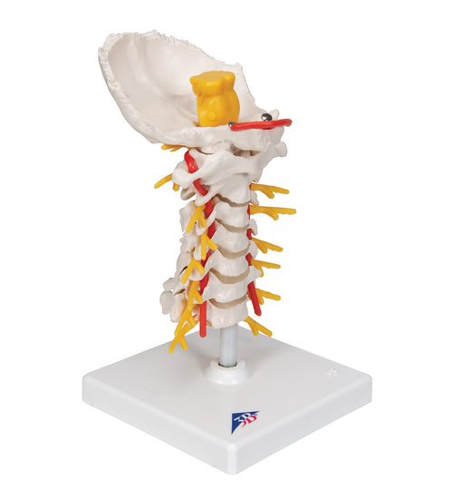 Cervical Human Spinal Column Model - 3B Smart Anatomy