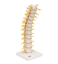 Thoracic Human Spinal Column Model - 3B Smart Anatomy