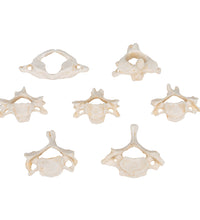Set of  7 BONElike Human Cervical Vertebrae - 3B Smart Anatomy
