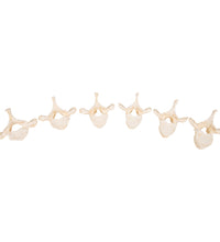 Set of 24 BONElike Vertebrae Models - 3B Smart Anatomy