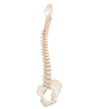 BONElike Human Vertebral Column Model - 3B Smart Anatomy
