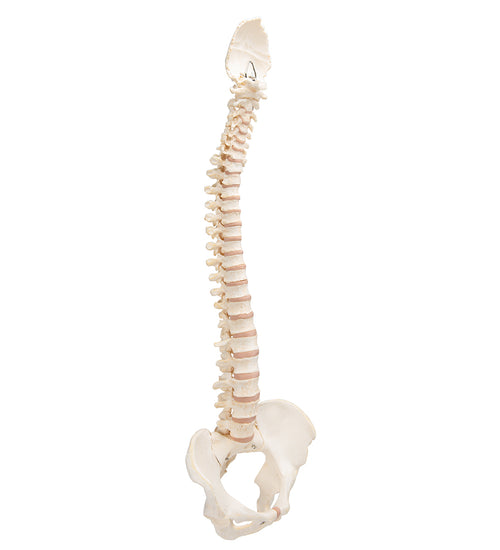 BONElike Human Vertebral Column Model - 3B Smart Anatomy
