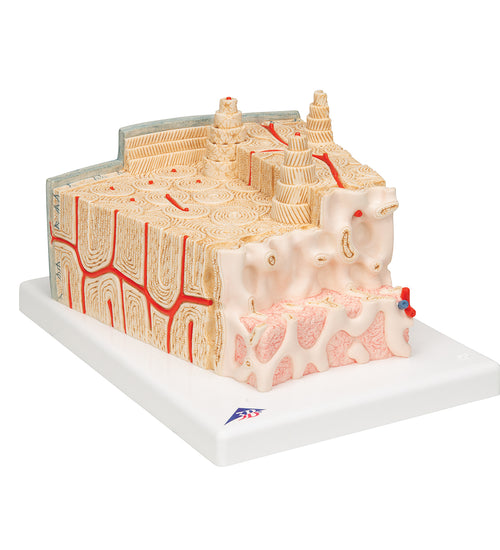 3B MICROanatomy Human Bone Structure, 80 times enlarged - 3B Smart Anatomy