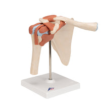Deluxe Functional Human Shoulder Joint, Physiological Movable - 3B Smart Anatomy