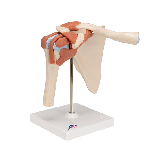 Deluxe Functional Human Shoulder Joint, Physiological Movable - 3B Smart Anatomy
