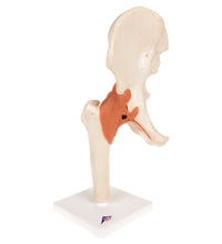 Functional Human Hip Joint Model with Ligaments  & Marked Cartilage - 3B Smart Anatomy