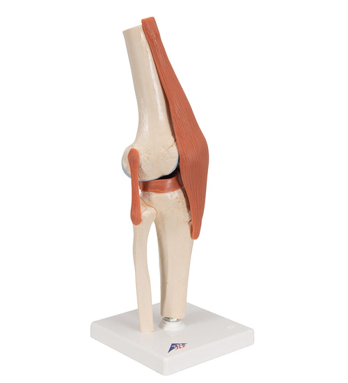 Functional Human Knee Joint Model with Ligaments & Marked Cartilage - 3B Smart Anatomy