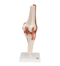 Functional Human Knee Joint Model with Ligaments - 3B Smart Anatomy