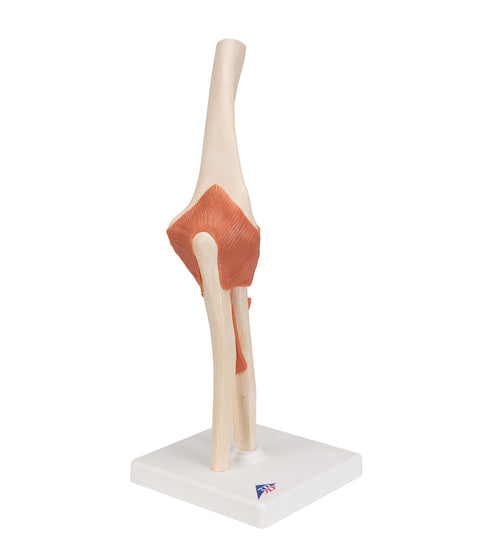 Functional Human Elbow Joint Model with Ligaments & Marked Cartilage - 3B Smart Anatomy