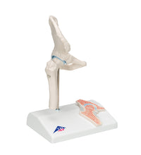 Mini Human Hip Joint Model with Cross Section - 3B Smart Anatomy