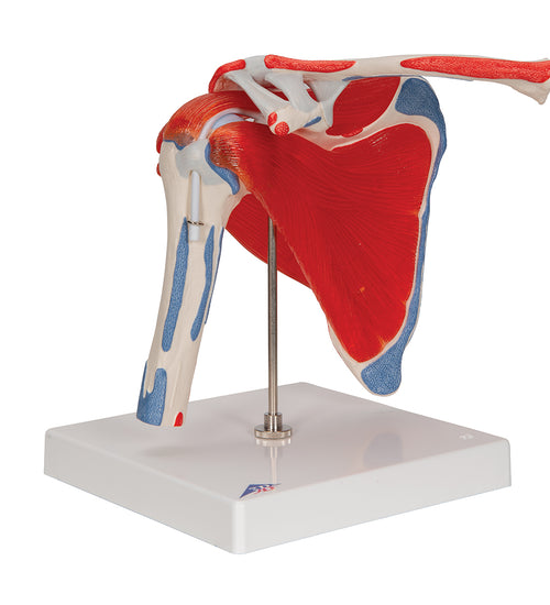 Human Shoulder Joint Model with Rotator Cuff & 4 Removable Muscles, 5 part - 3B Smart Anatomy