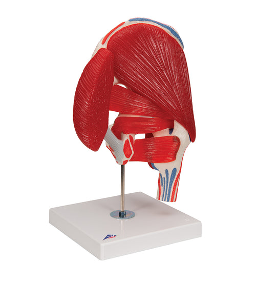 Human Hip Joint Model with Removable Muscles, 7 part - 3B Smart Anatomy