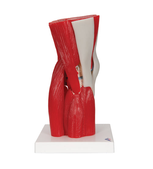 Human Knee Joint Model with Removable Muscles, 12 part - 3B Smart Anatomy