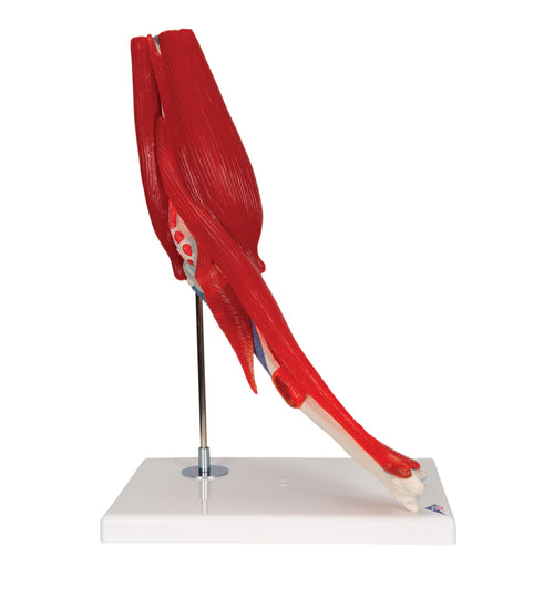 Human Elbow Joint Model with Removable Muscles, 8 parts - 3B Smart Anatomy