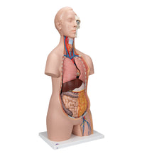 Classic Unisex Human Torso Model, 12 part - 3B Smart Anatomy