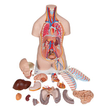 Classic Unisex Human Torso Model, 16 part - 3B Smart Anatomy