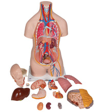 Classic Unisex Human Torso Model, 14 part - 3B Smart Anatomy