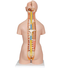 Classic Unisex Human Torso Model with Opened Neck and Back, 18 part - 3B Smart Anatomy