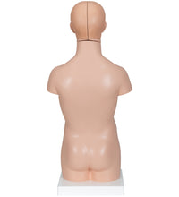 Mini Human Torso Model, 12 part - 3B Smart Anatomy