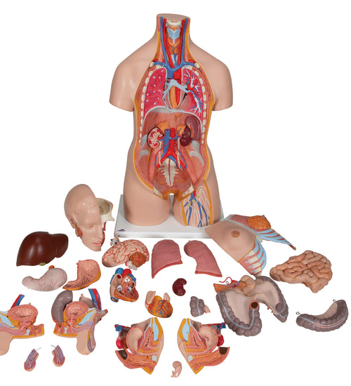 Deluxe Dual Sex Human Torso Model, 24 part - 3B Smart Anatomy