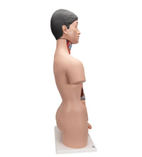 Deluxe Asian Dual Sex Human Torso Model, 18 part - 3B Smart Anatomy