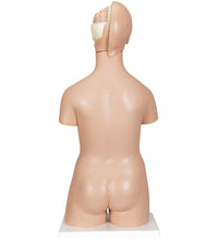 Deluxe Dual Sex Human Torso Model, 20 part - 3B Smart Anatomy