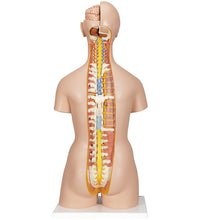 Deluxe Dual Sex Human Torso Model with Opened Back, 28 part - 3B Smart Anatomy