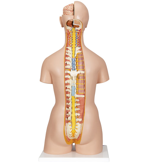 Deluxe Dual Sex Human Torso Model with Opened Back, 28 part - 3B Smart Anatomy