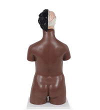 Deluxe Dual Sex Torso Model, 24 part, dark skin - 3B Smart Anatomy