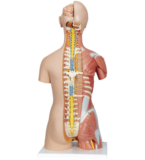 Deluxe Dual Sex Human Muscle Torso Model, 31 part - 3B Smart Anatomy