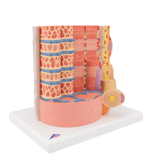 3B MICROanatomy Human Muscle Fiber Model, 10,000 times magnified - 3B Smart Anatomy