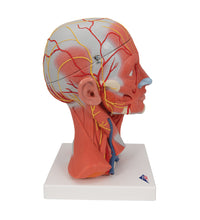 Head and Neck Musculature Model, 5 part - 3B Smart Anatomy