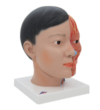 Asian Deluxe Head Model with Neck, 4 part - 3B Smart Anatomy